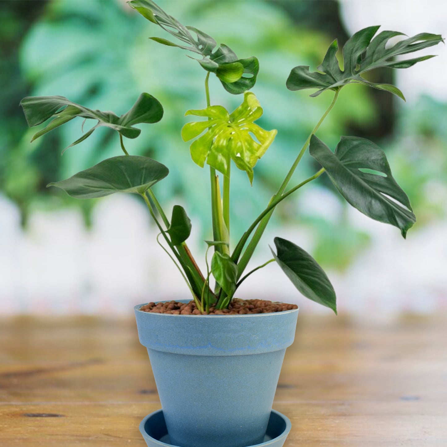 Heavy Plastic Flower Pots With Tray (1 Pc)